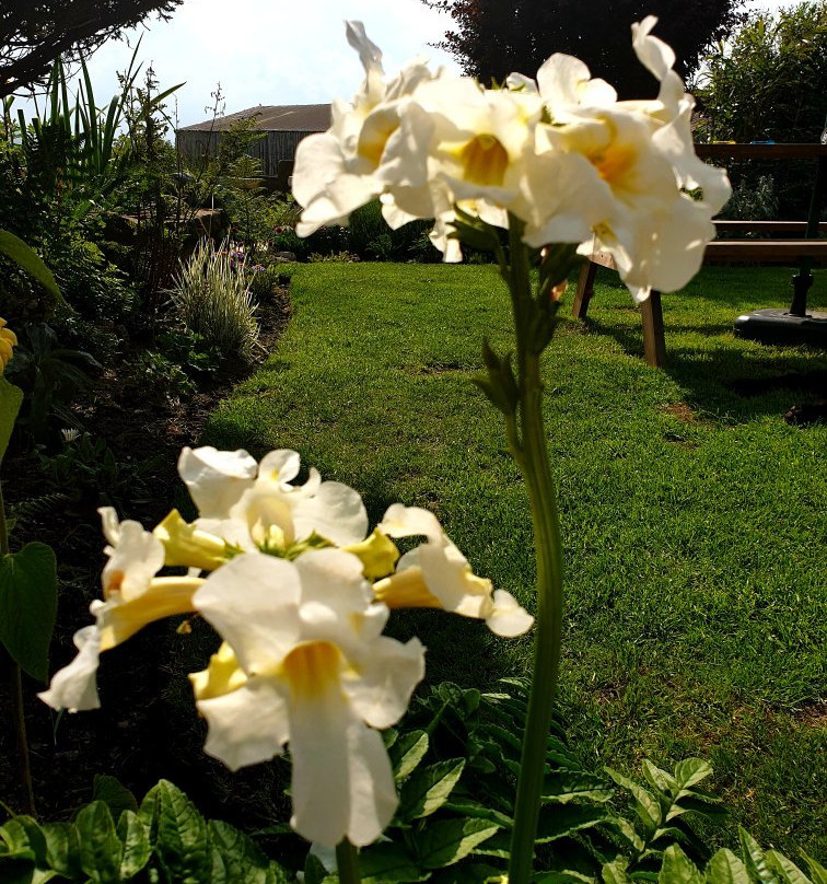 Hollies Farm Plant Centre-Bonsall必去景点
