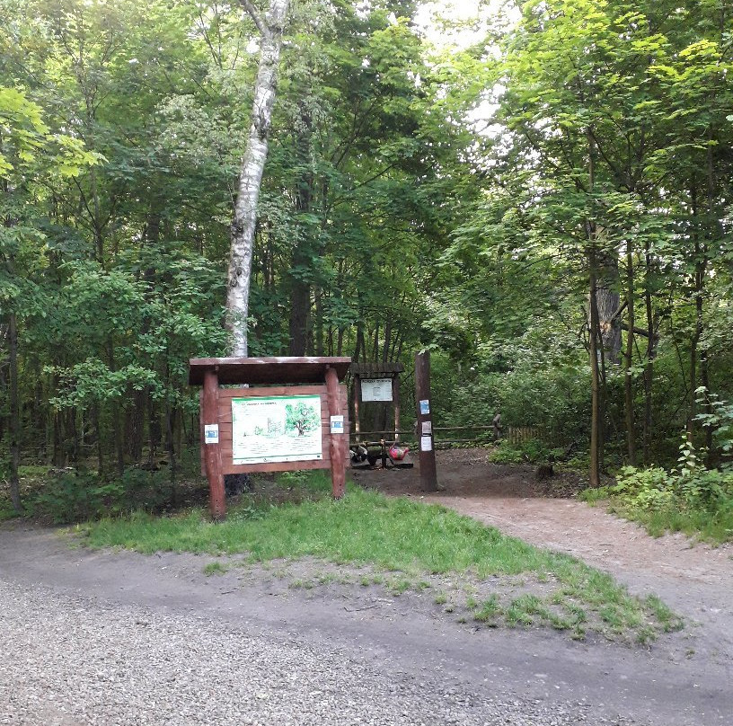 Kabacki Forest-华沙必去景点