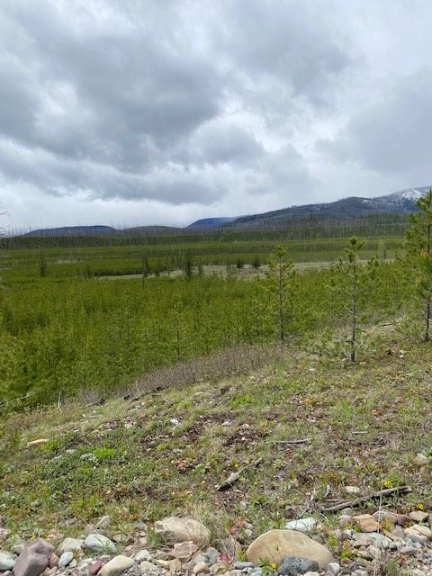 Flathead National Forest景点图片