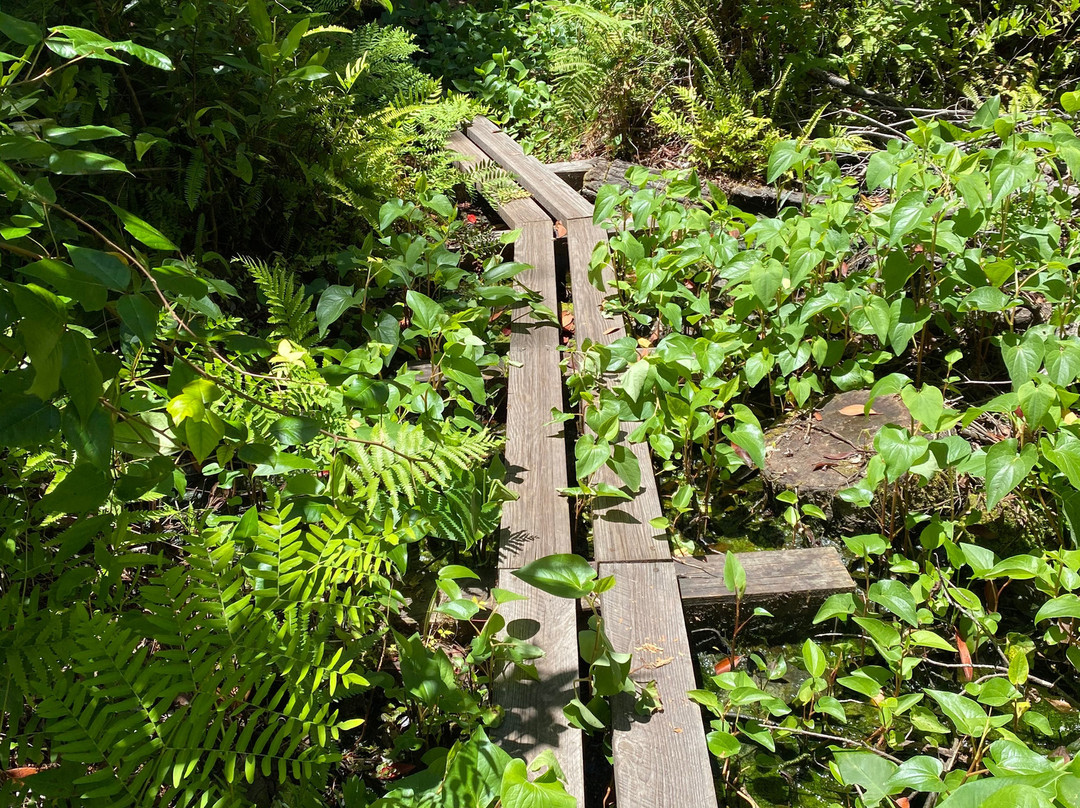 Lake Griffin State Park景点图片