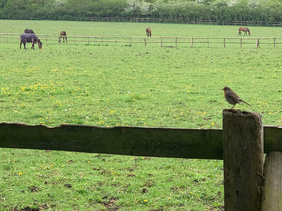 Horton Country Park景点图片