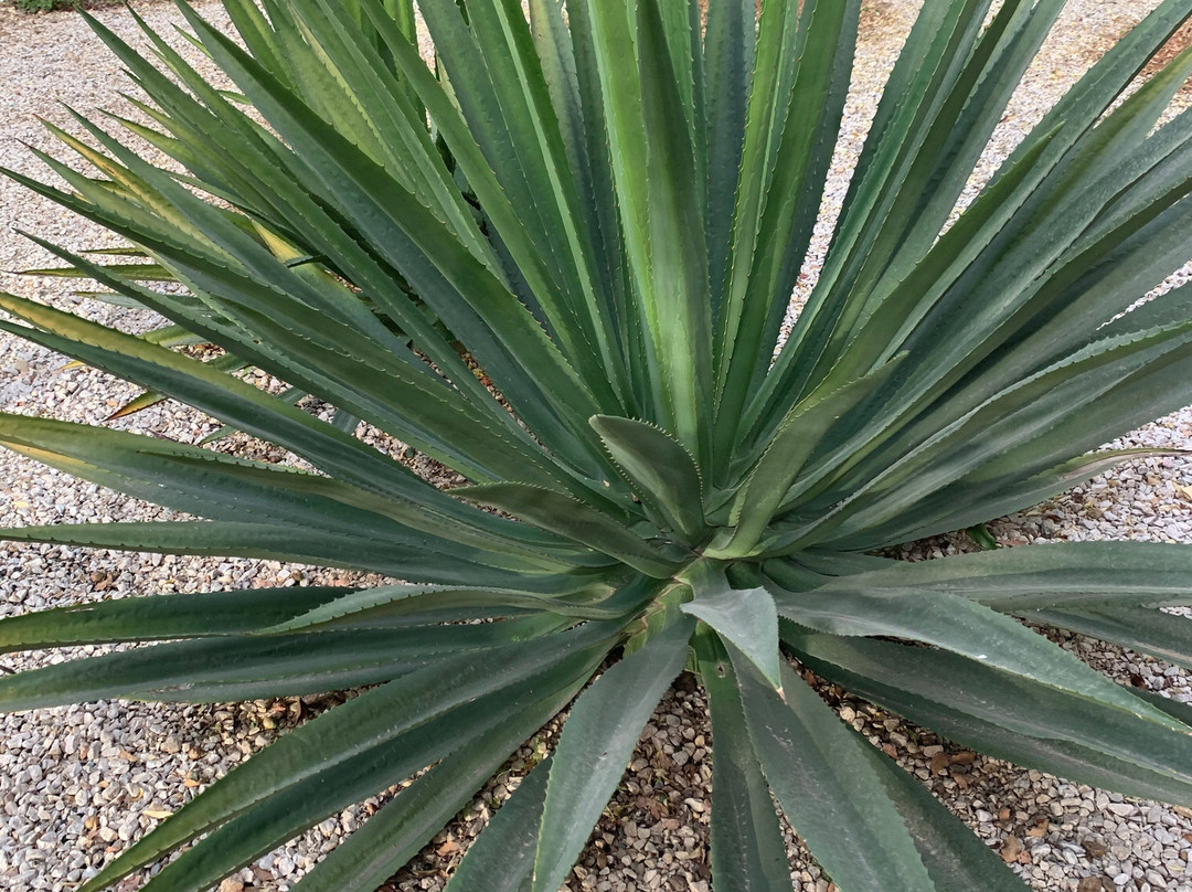 Jardin Etnobotanico de Oaxaca-瓦哈卡必去景点