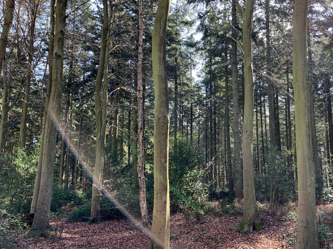 Bacton Woods景点图片