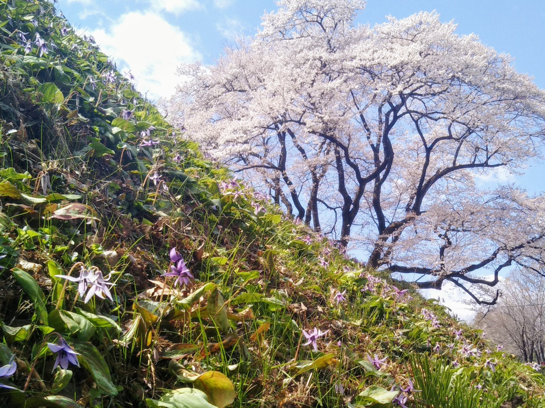 Hachigata Castle Park-寄居町必去景点