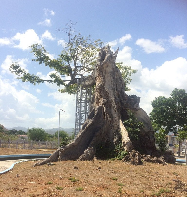 Parque de la Ceiba-庞塞必去景点