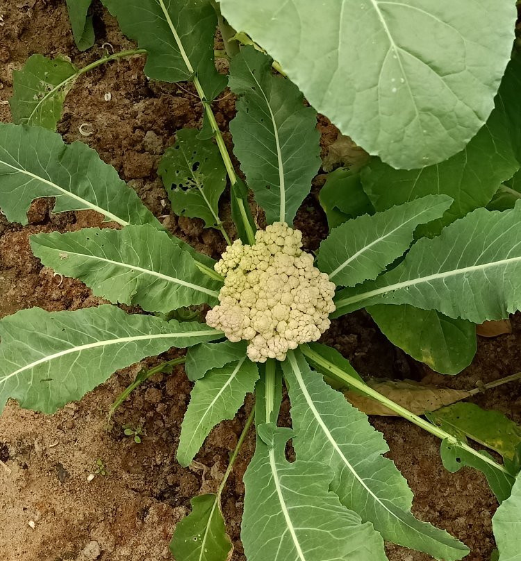 Pubali Homestay主图