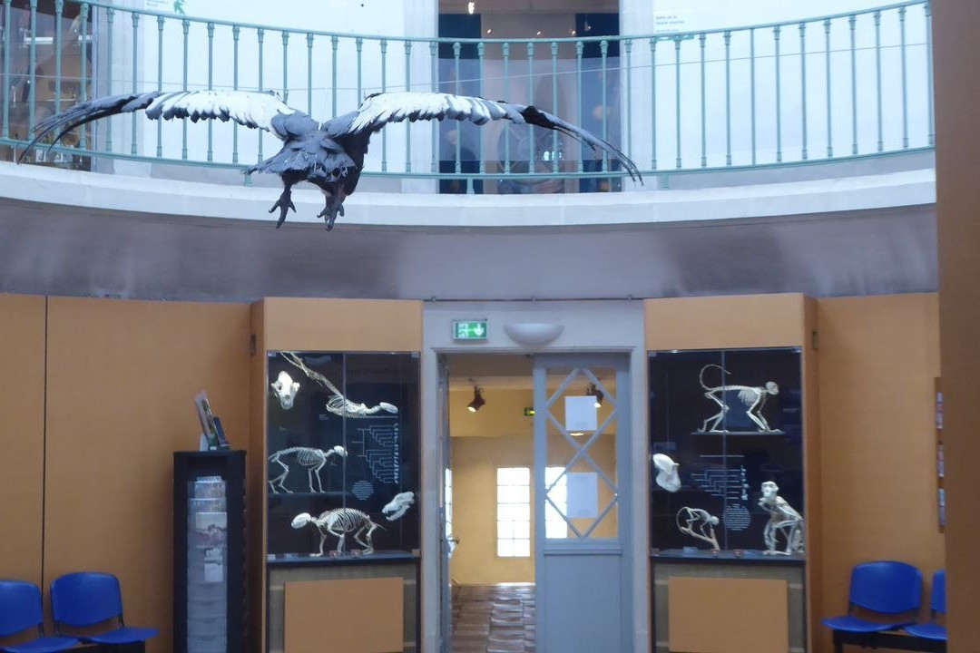 Museum des Sciences Naturelles景点图片