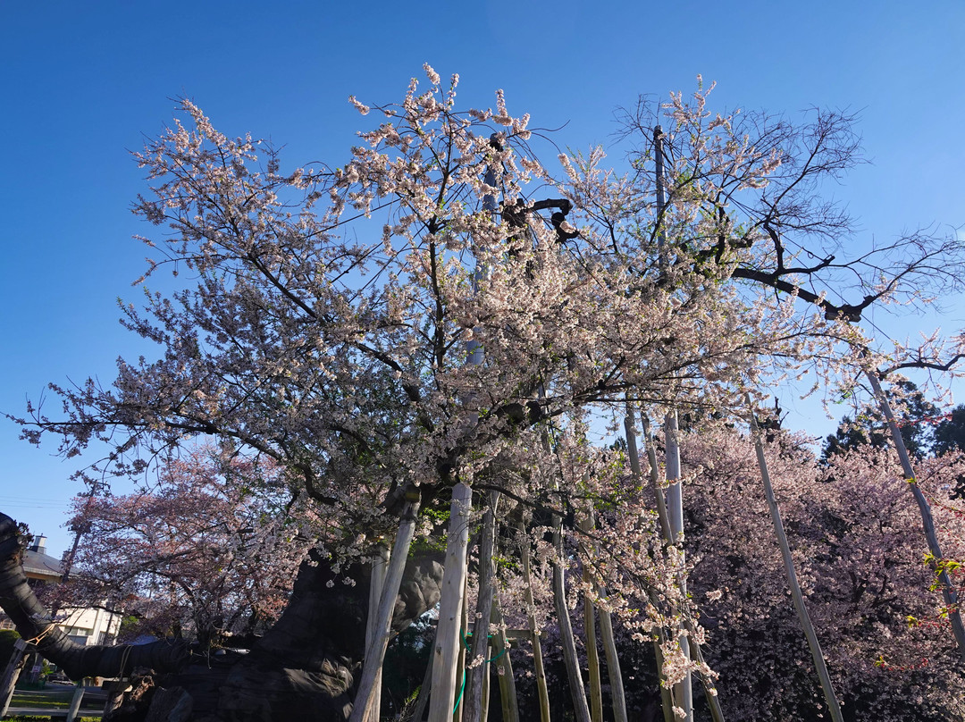 Isazawa no Kubo Zakura景点图片
