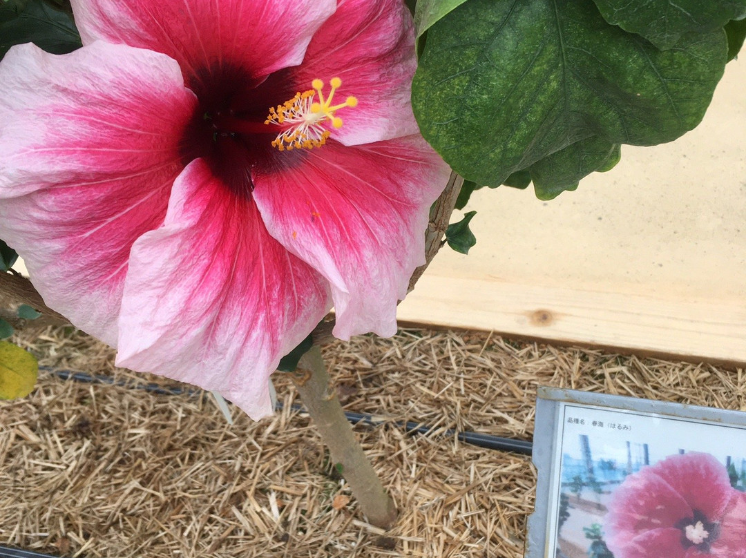 Iejima Hibiscus Garden-伊江村必去景点