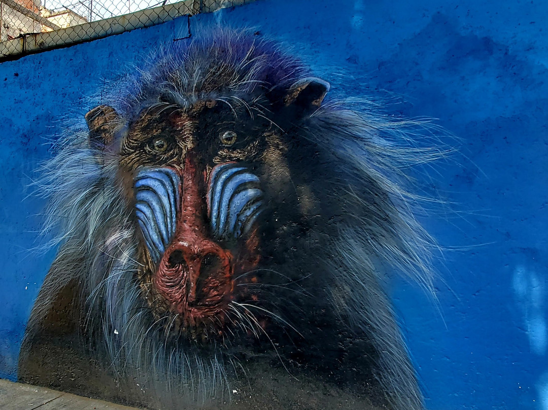 Street Art Roma District-墨西哥城必去景点