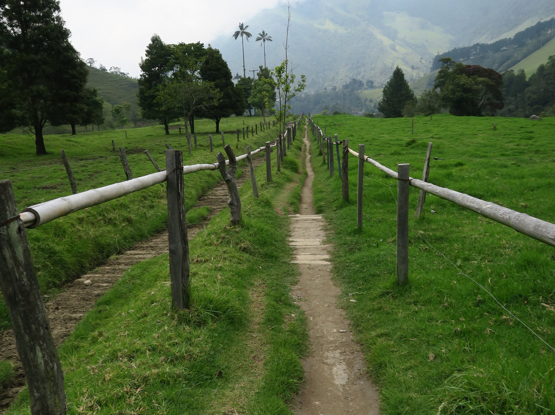 Valle del Cocora-萨伦托必去景点