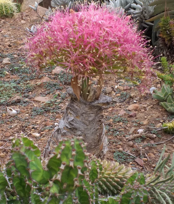 Sheilam Cactus Farm-Robertson必去景点