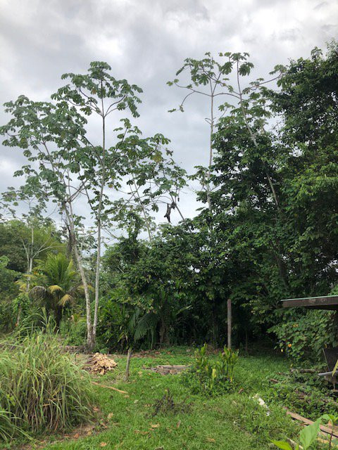 Guesthouse Little Paradise主图