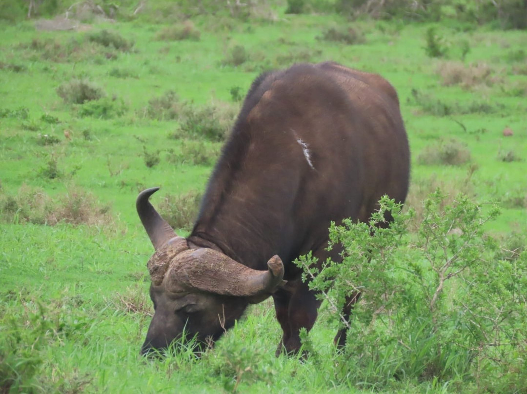 Kakuli Safaris景点图片