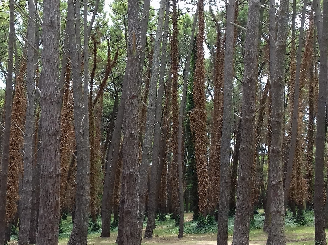 Bosque del Vivero景点图片