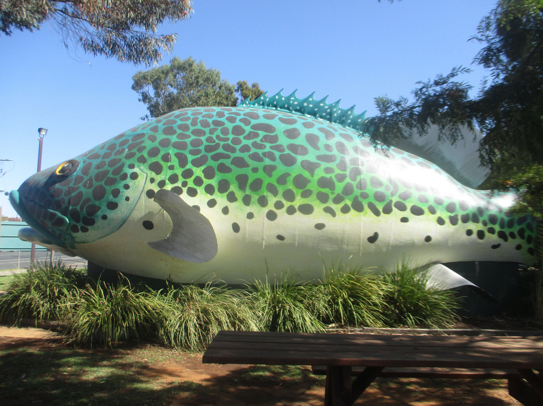 Giant Murray Cod景点图片
