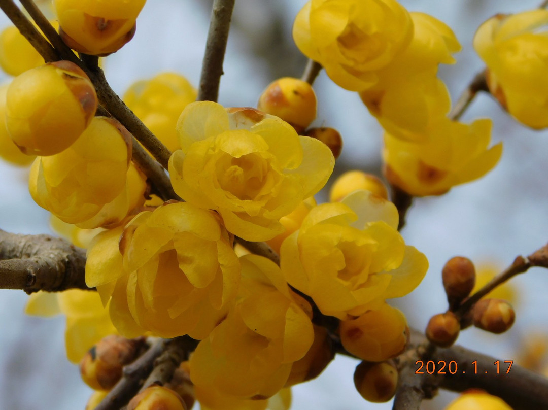 Hodosan Pulm Garden-长瀞町必去景点