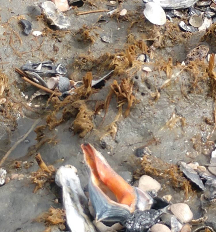 Cape Romain National Wildlife Refuge景点图片
