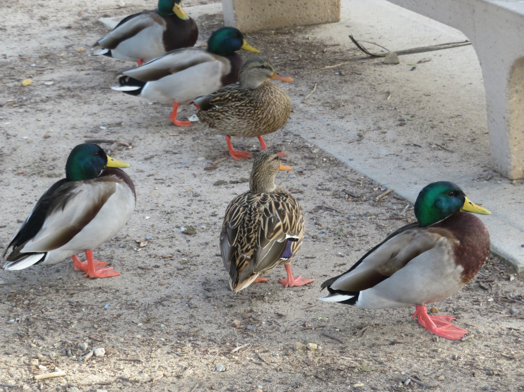 Lake Murray-拉米萨必去景点