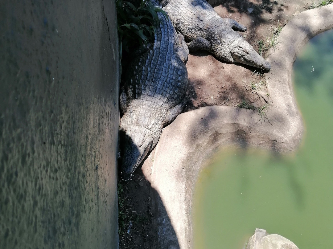 Crocodile Creek景点图片