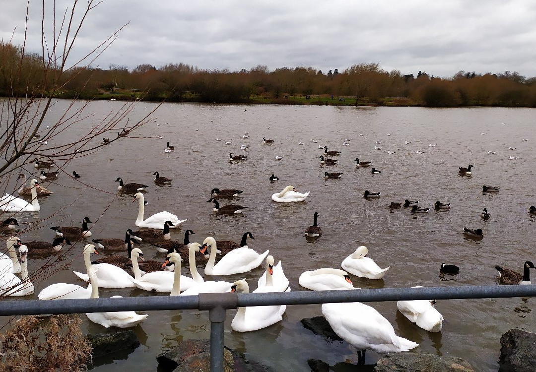 Watermead Park景点图片