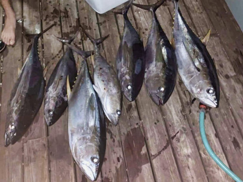 Reel Life Adventures-大开曼岛必去景点