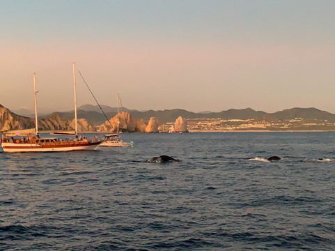 Activities Los Cabos-卡波圣卢卡斯必去景点