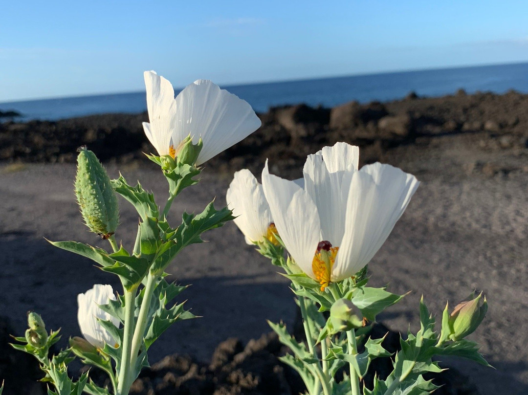 Keauhou Farmer's Market-凯乌渥必去景点