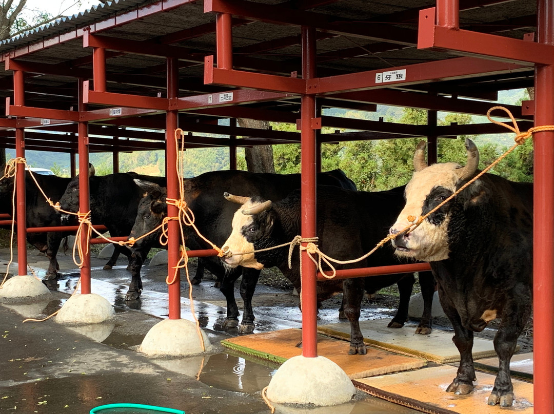 Uwajima City Bullfighting Arena-宇和岛市必去景点