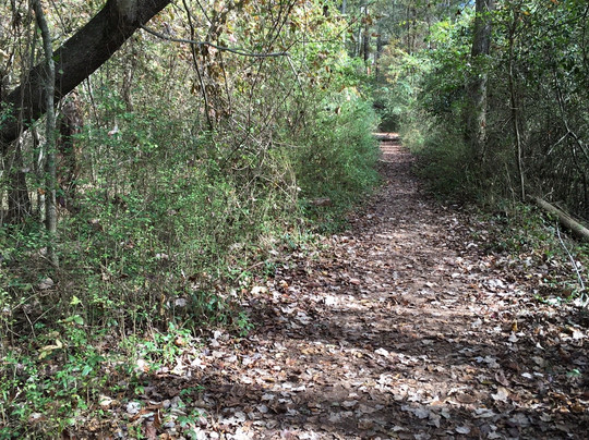 Constitution Lakes-亚特兰大必去景点