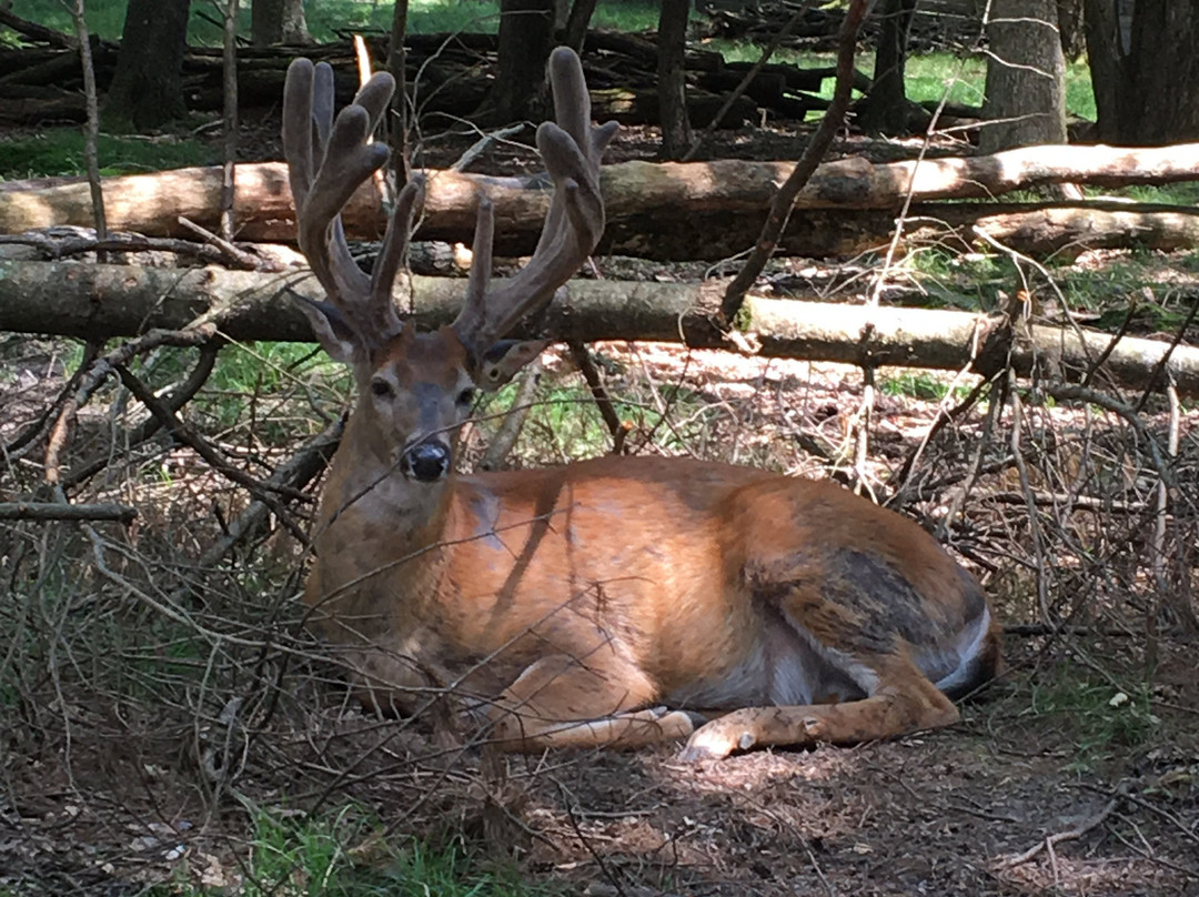 Double Diamond Deer Ranch景点图片