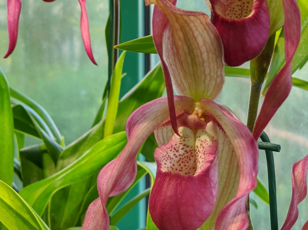 Liberec Botanical Garden-利贝雷茨必去景点