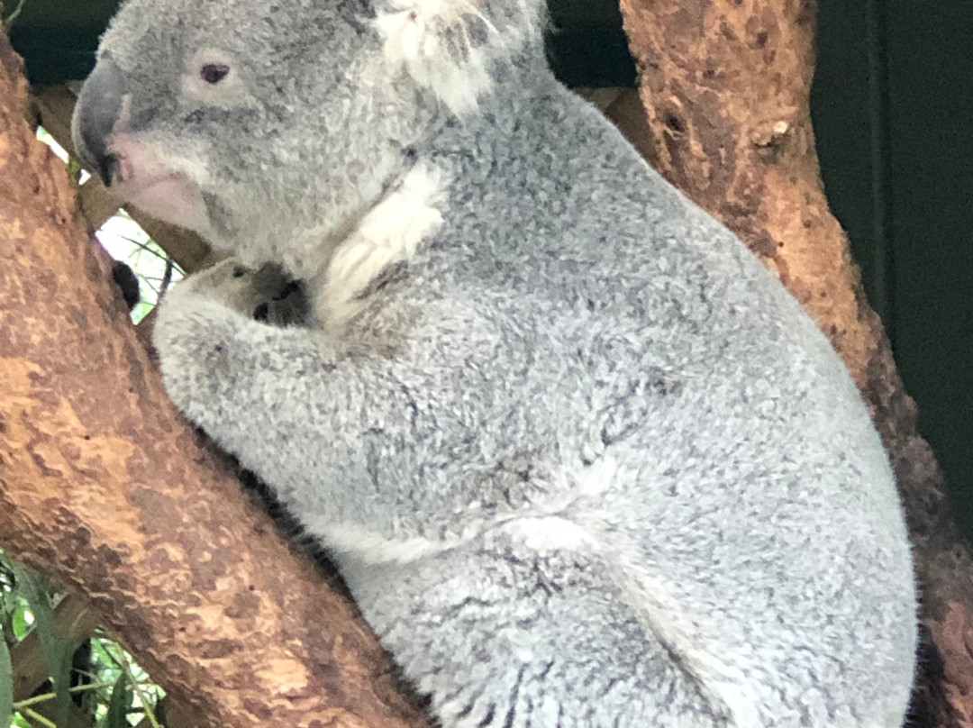 Sydney Private Tours-悉尼必去景点