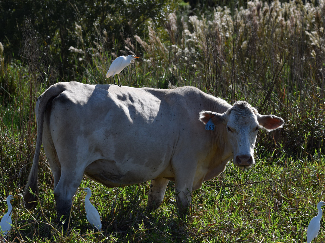 Dinner Island Ranch-克莱维斯顿必去景点