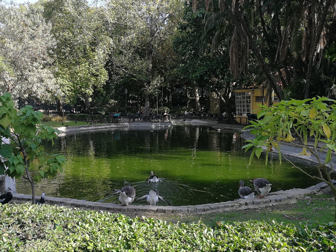 Jardim Da Estrela Park景点图片