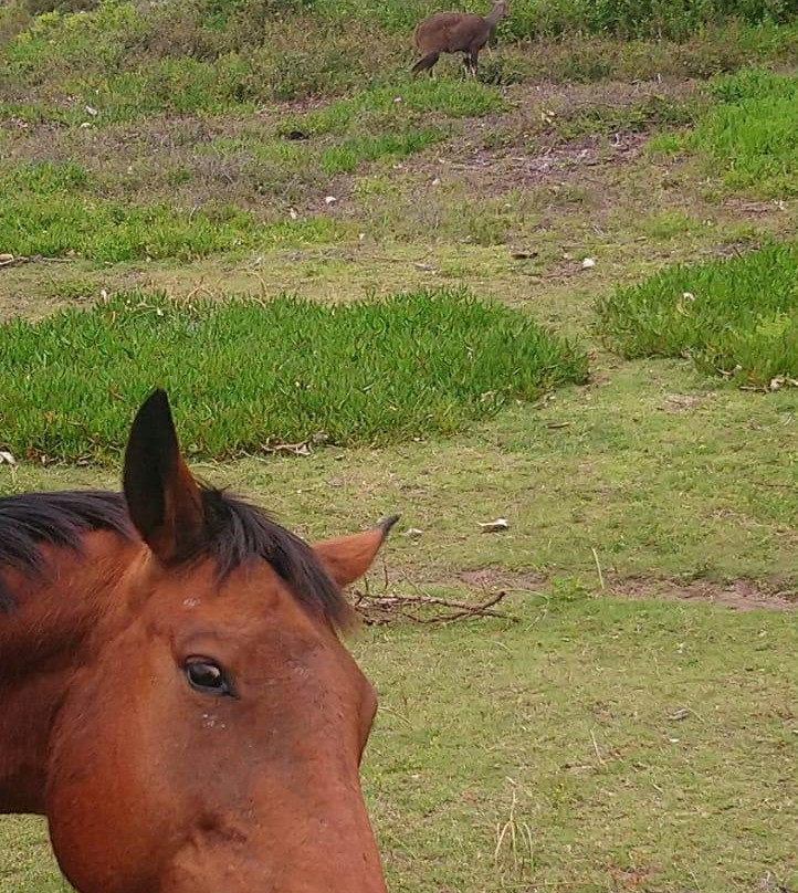 K-Rides Equine Education And Energy Centre景点图片