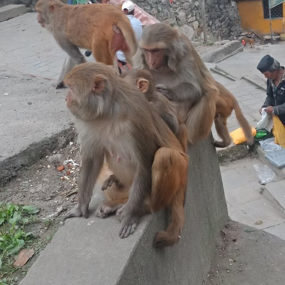 Golden Temple (Hiranya Varna Mahavihar)-帕坦（拉利特浦）必去景点