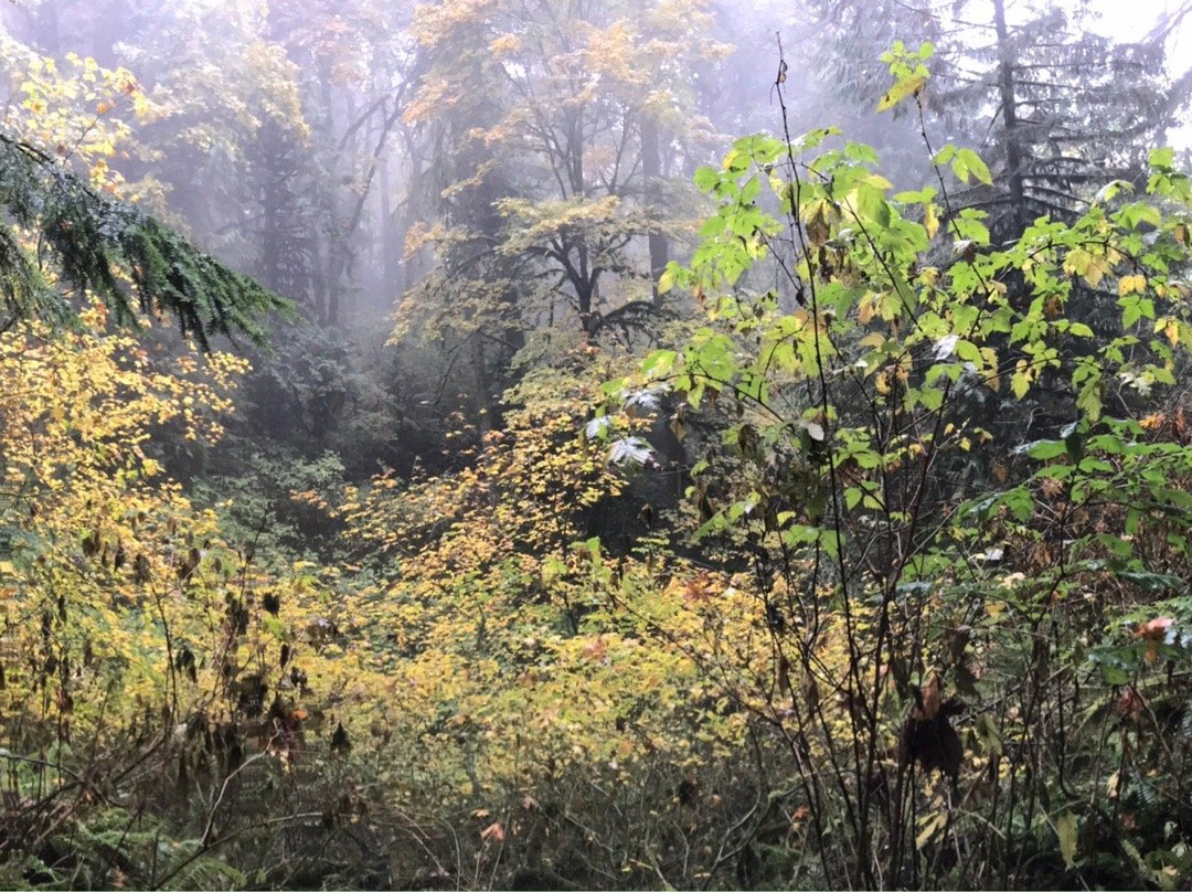 森林公园景点图片