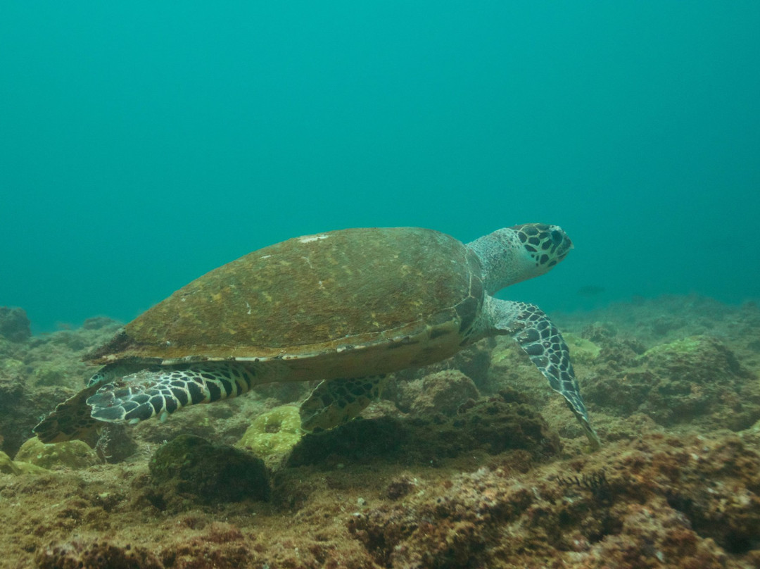 Twin Dolphins-瓦拉塔港必去景点
