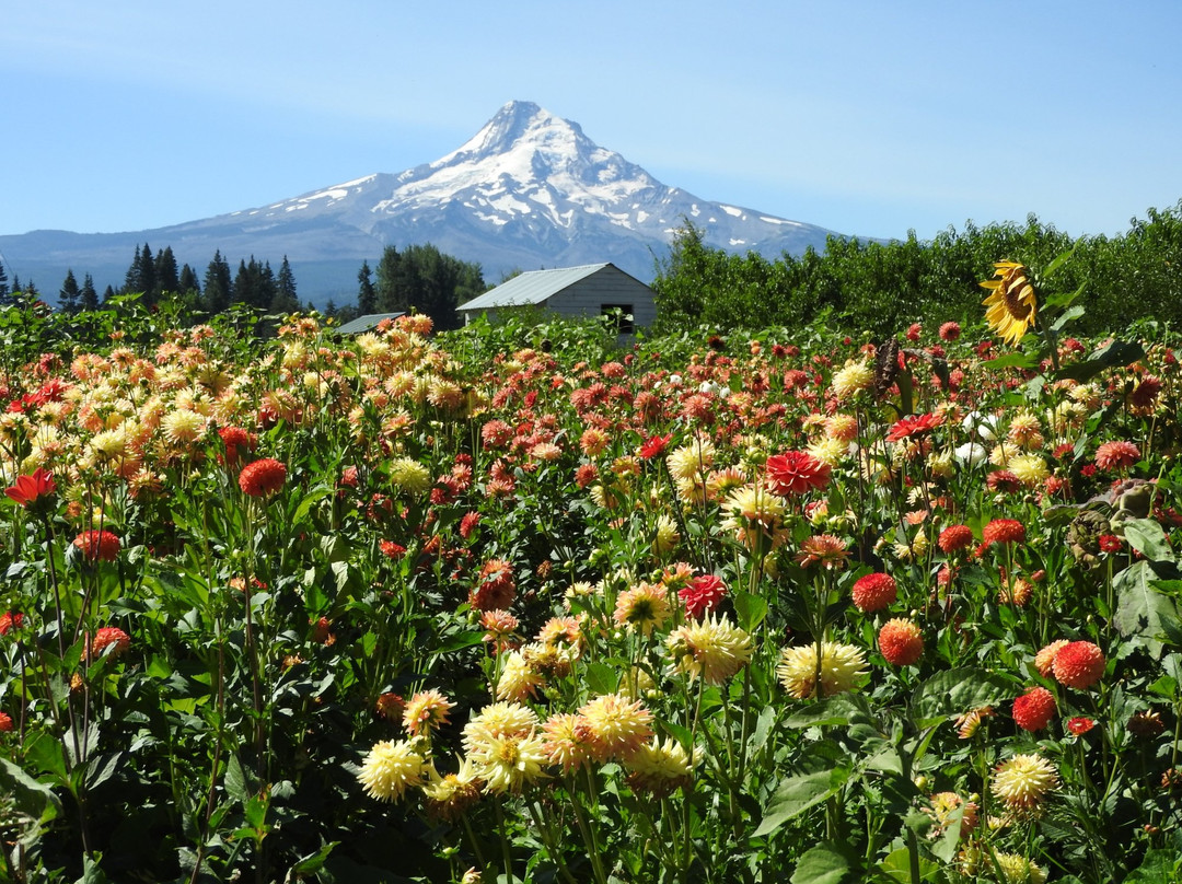 Parkdale旅游景点-Draper Girls Country Farm