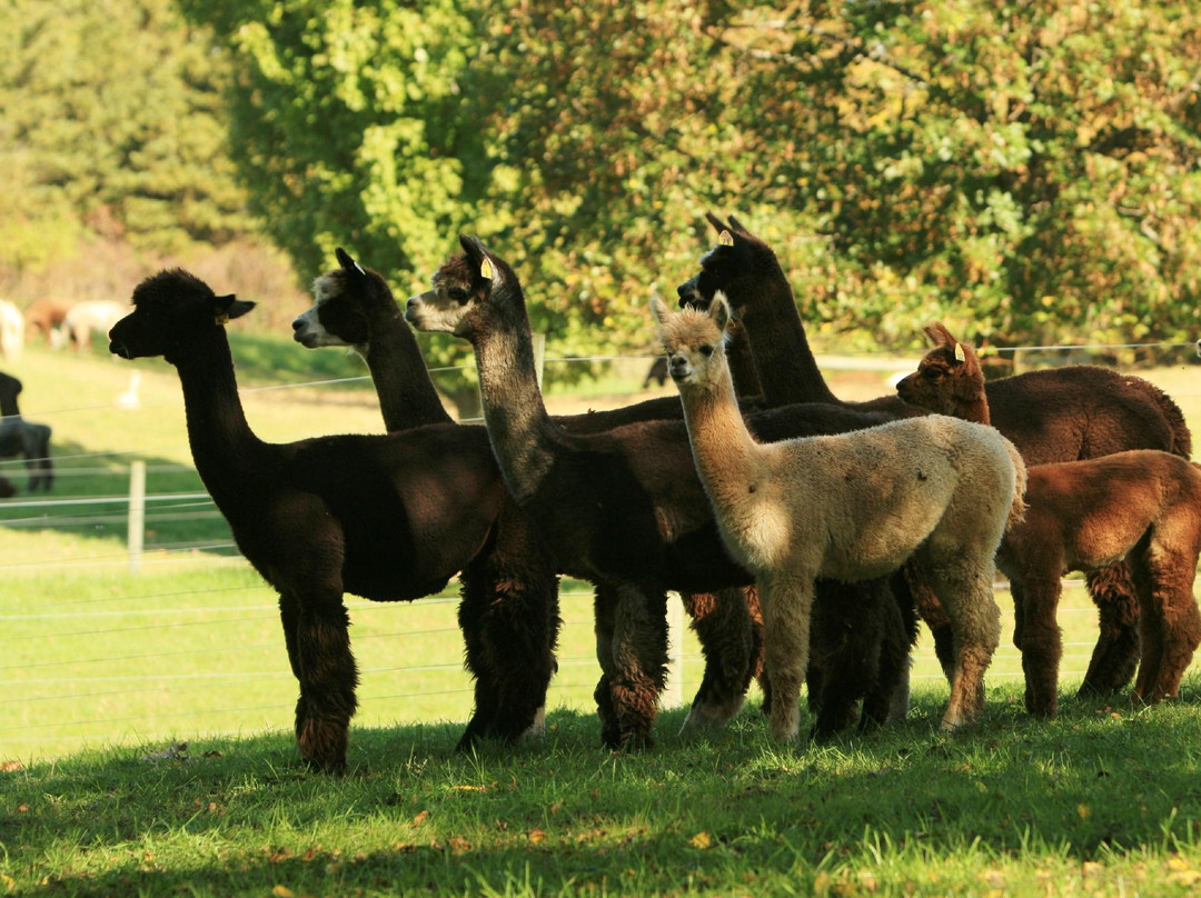 Lazy Acre Alpacas景点图片