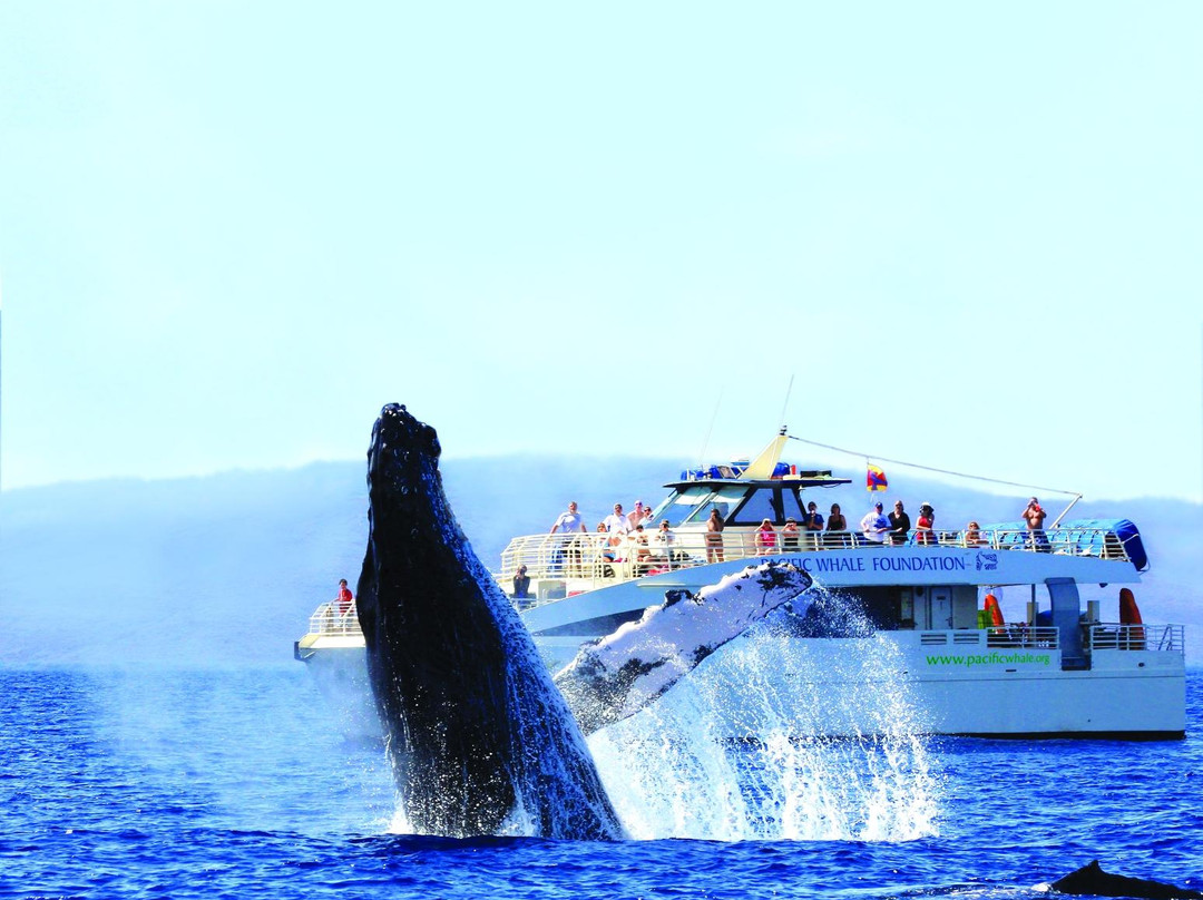 太平洋鲸鱼基金会景点图片