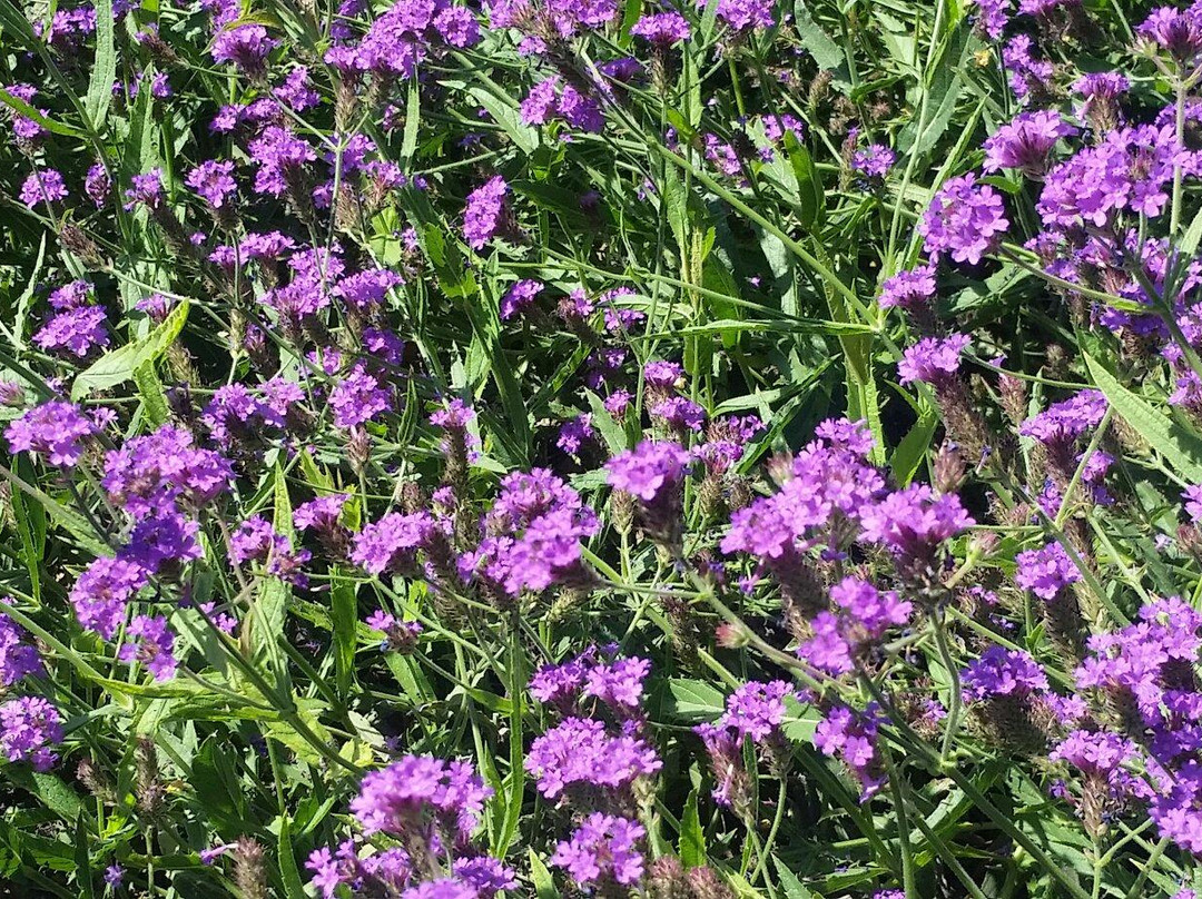 Dixon旅游景点-Häagen-Dazs Honey Bee Haven