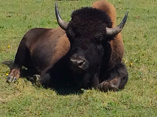Custer State Park Resort