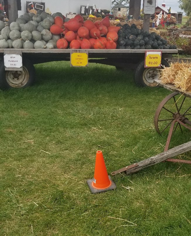 Johnson's Giant Pumpkins景点图片