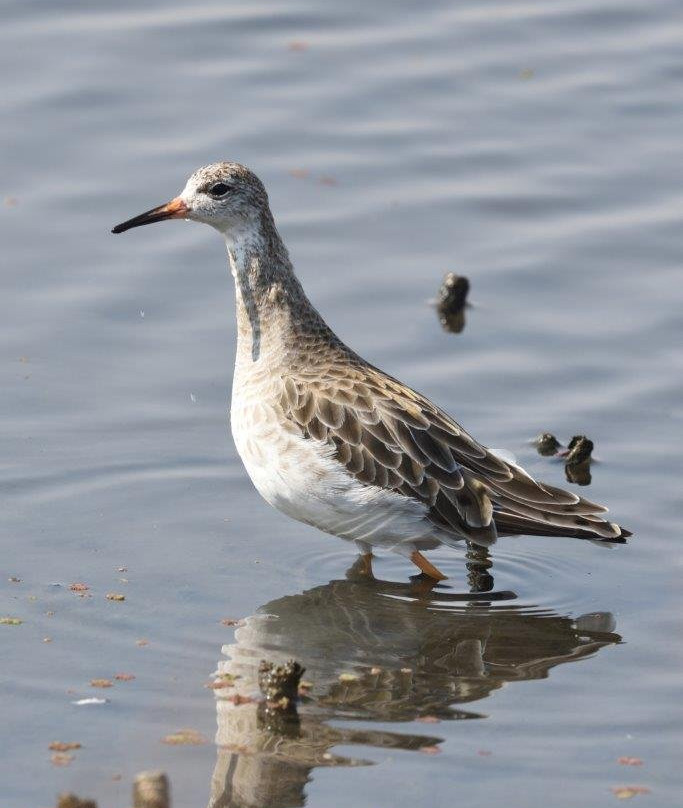 Marievale Bird Sanctuary-Nigel必去景点