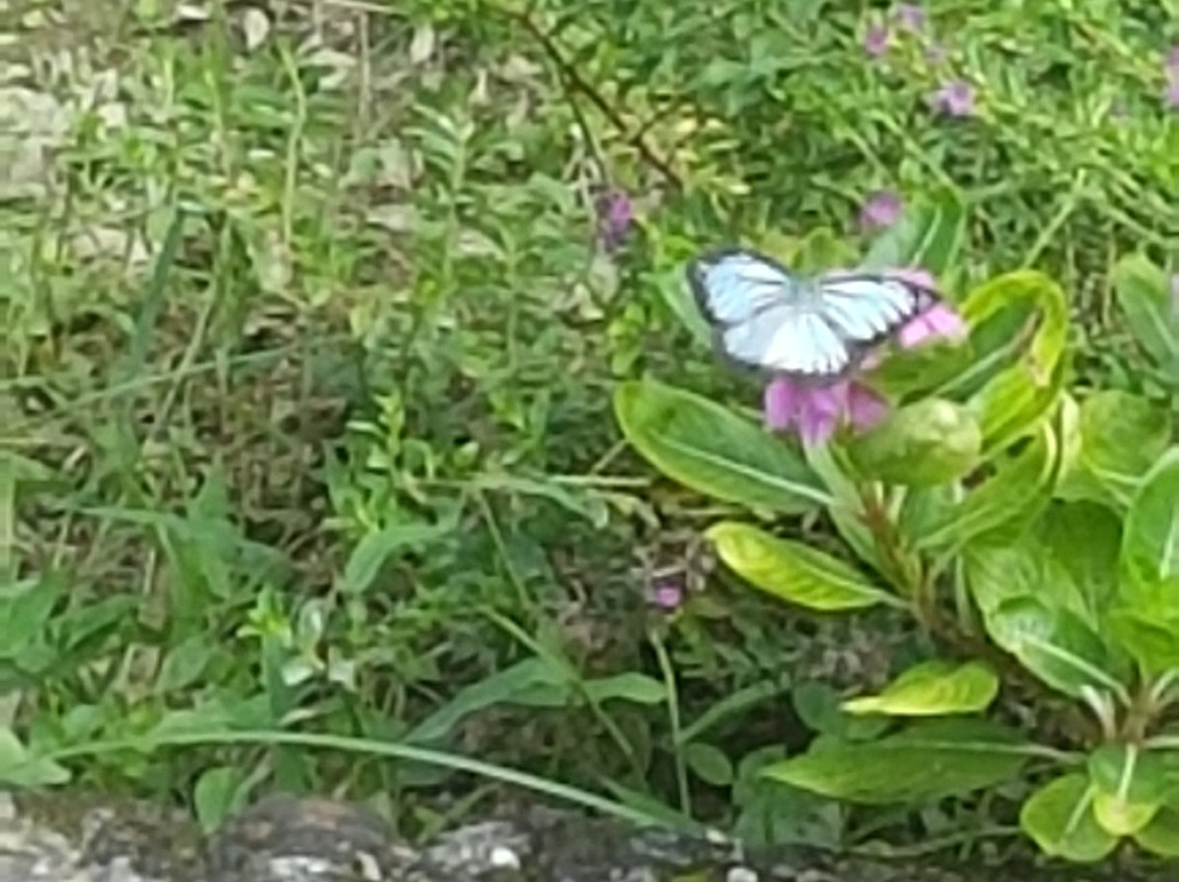 Lumbini Buddha Garden Resort主图