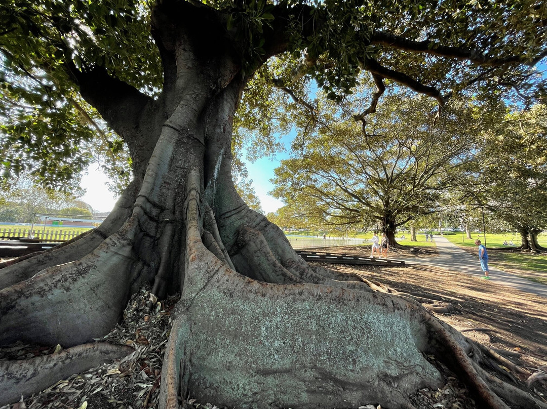 Camperdown Park-Camperdown必去景点
