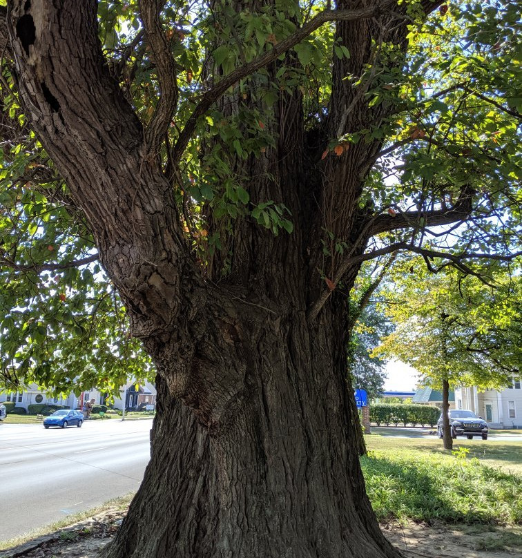 World's Largest Sassafras Tree景点图片