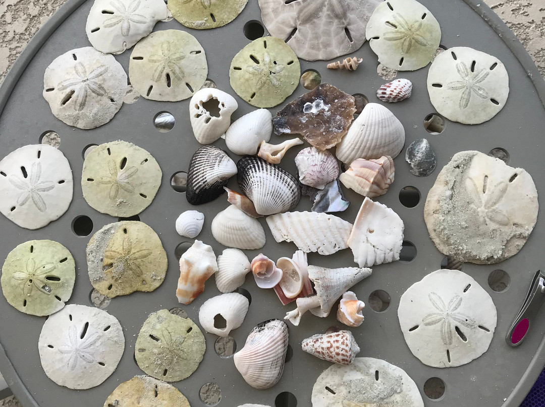 Marco Island Boat Tours-Goodland必去景点